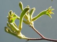 Anigozanthos flavidus sau planta Picior de cangur